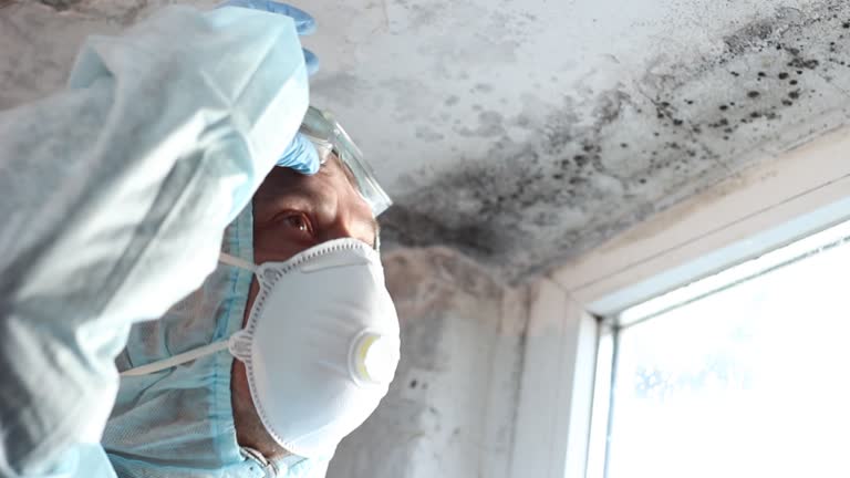 Professional Mold Removal in Kensington, CA